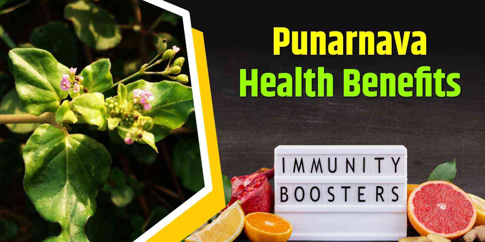 Punarnava Health Benefits